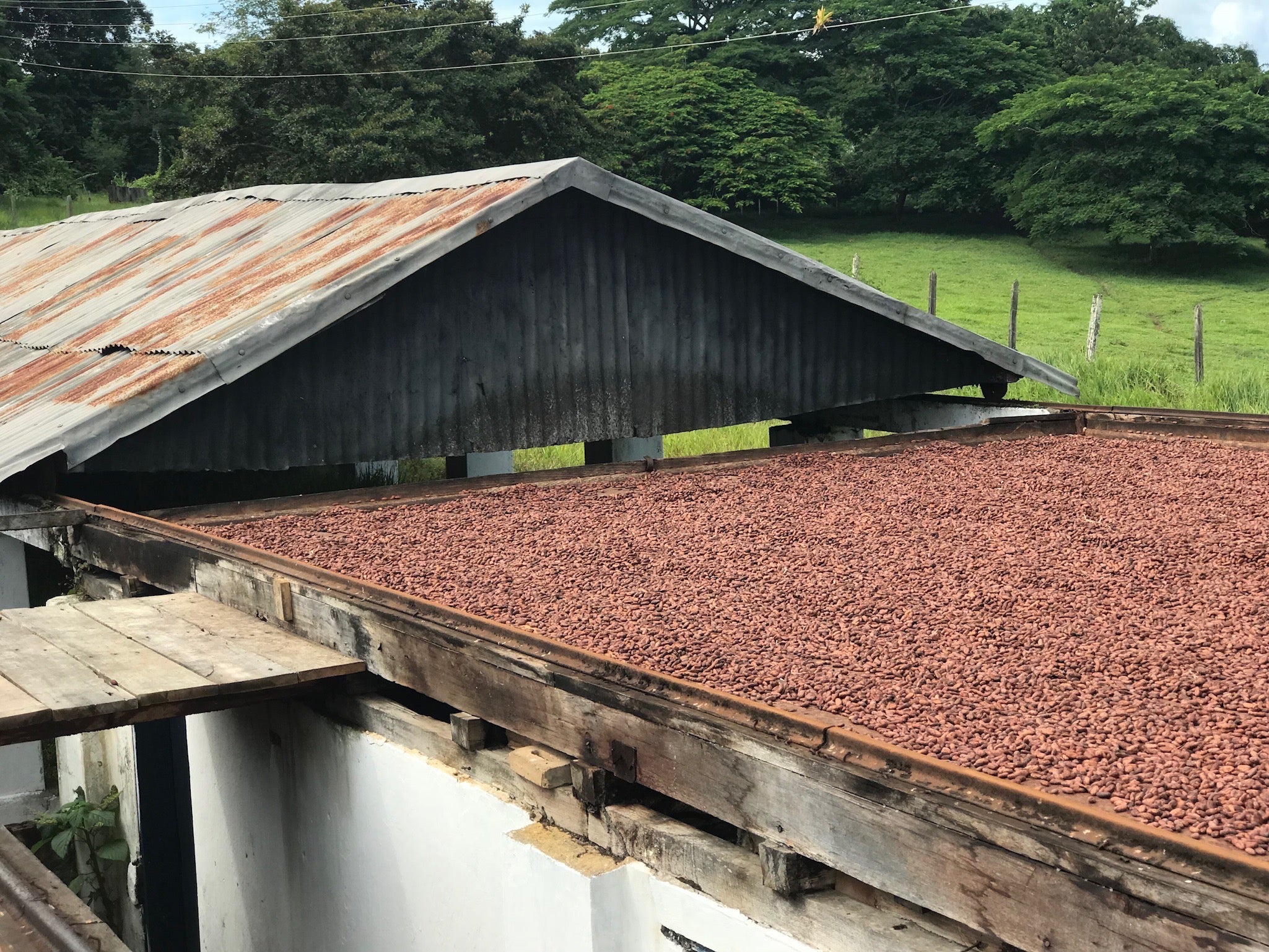 Cacao Bahia Newsletter - January 2018