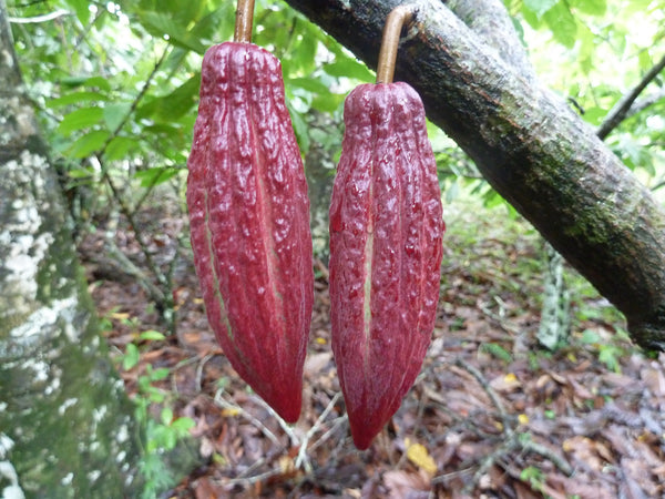 Cacao Bahia Newsletter - January 2017